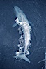 Blue whale.  The entire body of a huge blue whale is seen in this image, illustrating its hydronamic and efficient shape. La Jolla, California, USA. Image #21251