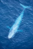 Blue whale.  The entire body of a huge blue whale is seen in this image, illustrating its hydronamic and efficient shape. La Jolla, California, USA. Image #21252