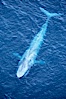 Blue whale.  The entire body of a huge blue whale is seen in this image, illustrating its hydronamic and efficient shape. La Jolla, California, USA. Image #21252