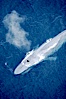 Blue whale, exhaling in a huge blow as it swims at the surface between deep dives.  The blue whale's blow is a combination of water spray from around its blowhole and condensation from its warm breath. La Jolla, California, USA. Image #21253