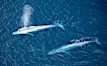 Blue whale, exhaling in a huge blow as it swims at the surface between deep dives.  The blue whale's blow is a combination of water spray from around its blowhole and condensation from its warm breath. La Jolla, California, USA. Image #21254