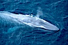 Blue whale, exhaling in a huge blow as it swims at the surface between deep dives.  The blue whale's blow is a combination of water spray from around its blowhole and condensation from its warm breath. La Jolla, California, USA. Image #21255