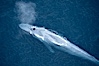 Blue whale, exhaling in a huge blow as it swims at the surface between deep dives.  The blue whale's blow is a combination of water spray from around its blowhole and condensation from its warm breath. La Jolla, California, USA. Image #21256