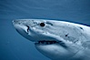A great white shark swims underwater through the ocean at Guadalupe Island. Guadalupe Island (Isla Guadalupe), Baja California, Mexico. Image #21347