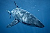 A great white shark swims underwater through the ocean at Guadalupe Island. Guadalupe Island (Isla Guadalupe), Baja California, Mexico. Image #21348