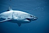 A great white shark swims underwater through the ocean at Guadalupe Island. Guadalupe Island (Isla Guadalupe), Baja California, Mexico. Image #21349