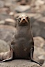 Guadalupe fur seal, hauled out upon volcanic rocks along the shoreline of Guadalupe Island. Guadalupe Island (Isla Guadalupe), Baja California, Mexico. Image #21352