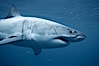 Great white shark, underwater. Guadalupe Island (Isla Guadalupe), Baja California, Mexico. Image #21359