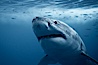 Great white shark, underwater. Guadalupe Island (Isla Guadalupe), Baja California, Mexico. Image #21360