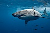 Great white shark, underwater. Guadalupe Island (Isla Guadalupe), Baja California, Mexico. Image #21361