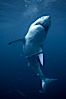 Great white shark, underwater. Guadalupe Island (Isla Guadalupe), Baja California, Mexico. Image #21362