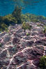 Various kelp and algae, shallow water. Guadalupe Island (Isla Guadalupe), Baja California, Mexico. Image #21376