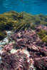 Various kelp and algae, shallow water. Guadalupe Island (Isla Guadalupe), Baja California, Mexico. Image #21402
