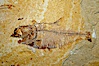 Fossil fish of the Eocene era, found in Fossil Lake, Green River Formation, Kemmerer, Wyoming.  From a private collection.  Order: Ellimmichyiformes: Family; Ellimmichthyidae; Diplomystus. Green River Formation, Kemmerer, Wyoming, USA. Image #21487