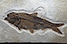 Fossil fish of the Eocene era, found in Fossil Lake, Green River Formation, Kemmerer, Wyoming.  From a private collection.  Order: Ellimmichyiformes: Family; Ellimmichthyidae; Diplomystus. Green River Formation, Kemmerer, Wyoming, USA. Image #21489