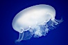 Moon jelly, a semi-translucent jellyfish, ocean drifter, pelagic  plankton. Image #21508