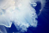 Moon jelly, a semi-translucent jellyfish, ocean drifter, pelagic  plankton. Image #21514