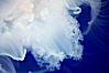 Moon jelly, a semi-translucent jellyfish, ocean drifter, pelagic  plankton. Image #21514