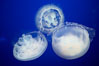 Moon jelly, a semi-translucent jellyfish, ocean drifter, pelagic  plankton. Image #21515