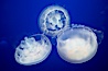 Moon jelly, a semi-translucent jellyfish, ocean drifter, pelagic  plankton. Image #21515