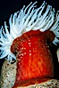 Fish-eating anemone. Image #21530