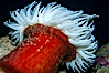 Fish-eating anemone. Image #21531