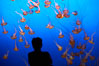 Visitors enjoy viewing sea nettle jellyfish at the Monterey Bay Aquarium. California, USA. Image #21539