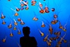 Visitors enjoy viewing sea nettle jellyfish at the Monterey Bay Aquarium. Monterey, California, USA. Image #21539