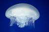 Moon jelly, a semi-translucent jellyfish, ocean drifter, pelagic  plankton. Image #21540