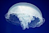 Moon jelly, a semi-translucent jellyfish, ocean drifter, pelagic  plankton. Image #21541