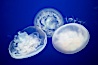 Moon jelly, a semi-translucent jellyfish, ocean drifter, pelagic  plankton. Image #21544