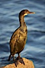 Brandt's cormorant in early morning golden sunrise light, on the Monterey breakwater rocks. Monterey, California, USA. Image #21555