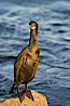 Brandt's cormorant in early morning golden sunrise light, on the Monterey breakwater rocks. Monterey, California, USA. Image #21556