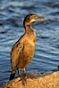 Brandt's cormorant in early morning golden sunrise light, on the Monterey breakwater rocks. Monterey, California, USA. Image #21594