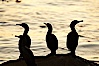 Brandt's cormorant in early morning golden sunrise light, on the Monterey breakwater rocks. Monterey, California, USA. Image #21598