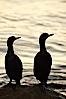 Brandt's cormorant in early morning golden sunrise light, on the Monterey breakwater rocks. Monterey, California, USA. Image #21599