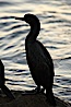 Brandt's cormorant in early morning golden sunrise light, on the Monterey breakwater rocks. Monterey, California, USA. Image #21600