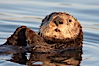 A sea otter, resting on its back, holding its paw out of the water for warmth.  While the sea otter has extremely dense fur on its body, the fur is less dense on its head, arms and paws so it will hold these out of the cold water to conserve body heat. Elkhorn Slough National Estuarine Research Reserve, Moss Landing, California, USA. Image #21602