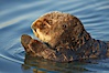 A sea otter, resting on its back, holding its paw out of the water for warmth.  While the sea otter has extremely dense fur on its body, the fur is less dense on its head, arms and paws so it will hold these out of the cold water to conserve body heat. Elkhorn Slough National Estuarine Research Reserve, Moss Landing, California, USA. Image #21603