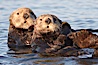 Sea otters, resting on the surface by lying on their backs, in a group known as a raft. Elkhorn Slough National Estuarine Research Reserve, Moss Landing, California, USA. Image #21604
