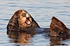 A sea otter, resting on its back, grooms the fur on its head.  A sea otter depends on its fur to keep it warm and afloat, and must groom its fur frequently. Elkhorn Slough National Estuarine Research Reserve, Moss Landing, California, USA. Image #21605