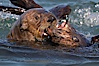 Sea otters mating.  The male holds the female's head or nose with his jaws during copulation. Visible scars are often present on females from this behavior.  Sea otters have a polygynous mating system. Many males actively defend territories and will mate with females that inhabit their territory or seek out females in estrus if no territory is established. Males and females typically bond for the duration of estrus, or about 3 days. Elkhorn Slough National Estuarine Research Reserve, Moss Landing, California, USA. Image #21606