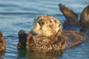 A sea otter resting, holding its paws out of the water to keep them warm and conserve body heat as it floats in cold ocean water. Elkhorn Slough National Estuarine Research Reserve, Moss Landing, California, USA. Image #21607