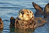 A sea otter resting, holding its paws out of the water to keep them warm and conserve body heat as it floats in cold ocean water. Elkhorn Slough National Estuarine Research Reserve, Moss Landing, California, USA. Image #21607