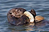 A sea otter eats a clam that it has taken from the shallow sandy bottom of Elkhorn Slough.  Because sea otters have such a high metabolic rate, they eat up to 30% of their body weight each day in the form of clams, mussels, urchins, crabs and abalone.  Sea otters are the only known tool-using marine mammal, using a stone or old shell to open the shells of their prey as they float on their backs. Elkhorn Slough National Estuarine Research Reserve, Moss Landing, California, USA. Image #21609