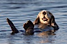A sea otter, resting on its back, grooms the fur on its head.  A sea otter depends on its fur to keep it warm and afloat, and must groom its fur frequently. Elkhorn Slough National Estuarine Research Reserve, Moss Landing, California, USA. Image #21610