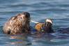A sea otter eats a clam that it has taken from the shallow sandy bottom of Elkhorn Slough.  Because sea otters have such a high metabolic rate, they eat up to 30% of their body weight each day in the form of clams, mussels, urchins, crabs and abalone.  Sea otters are the only known tool-using marine mammal, using a stone or old shell to open the shells of their prey as they float on their backs. Elkhorn Slough National Estuarine Research Reserve, Moss Landing, California, USA. Image #21612