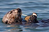 A sea otter eats a clam that it has taken from the shallow sandy bottom of Elkhorn Slough.  Because sea otters have such a high metabolic rate, they eat up to 30% of their body weight each day in the form of clams, mussels, urchins, crabs and abalone.  Sea otters are the only known tool-using marine mammal, using a stone or old shell to open the shells of their prey as they float on their backs. Elkhorn Slough National Estuarine Research Reserve, Moss Landing, California, USA. Image #21612