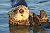 A sea otter resting, holding its paws out of the water to keep them warm and conserve body heat as it floats in cold ocean water. Elkhorn Slough National Estuarine Research Reserve, Moss Landing, California, USA. Image #21614