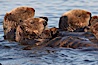 Sea otters, resting on the surface by lying on their backs, in a group known as a raft. Elkhorn Slough National Estuarine Research Reserve, Moss Landing, California, USA. Image #21649